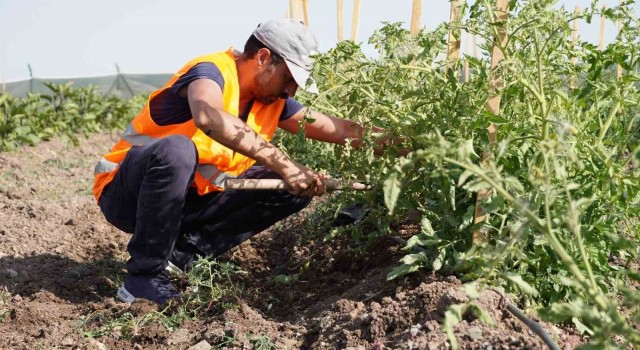 Keçiören Belediyesinin bostanlarında hasat başladı