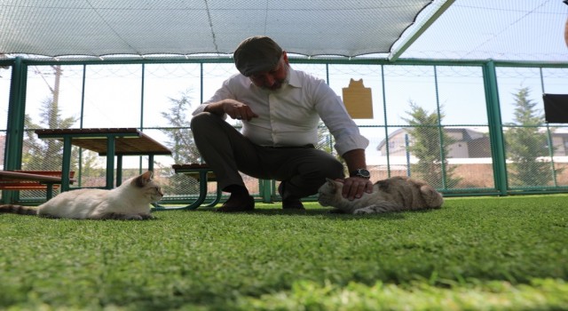Kocasinandan sıcak bir yuva; ‘küçük dostlar kedi kasabası