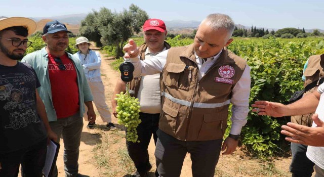 Manisada sultani üzümde rekolte belirleniyor