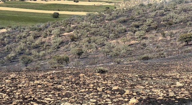 Mazıdağında yangın nedeniyle 200 dönümlük ormanlık alan zarar gördü