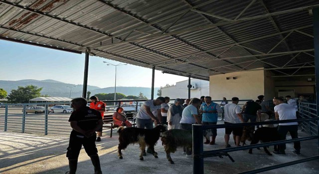 Muğlada kurban kesim oranları arttı