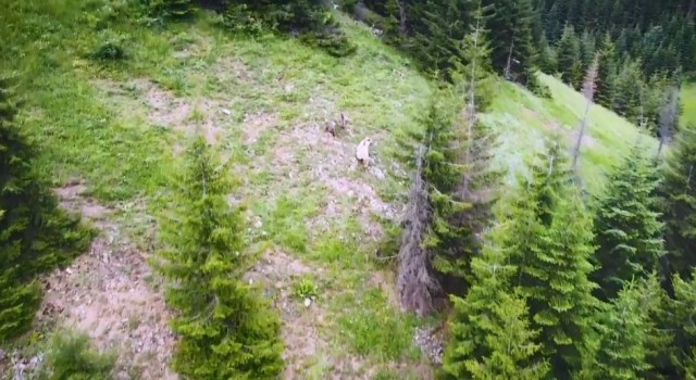 Nadir görülen beyaz boz ayı ve yavruları Artvinin Şavşat ilçesinde drone kamerasına yansıdı