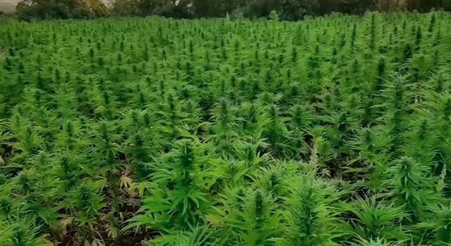 Narko-Terör Operasyonunda 16 Milyon Kök Kenevir Bitkisi Yakalandı