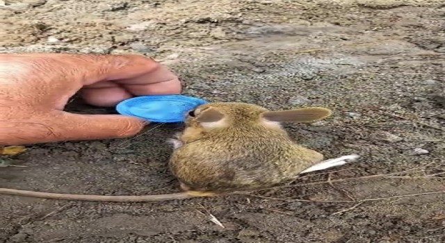 Nesli tükenme tehlikesi altında olan Arap tavşanını önce kurtardı, sonra elleriyle besledi