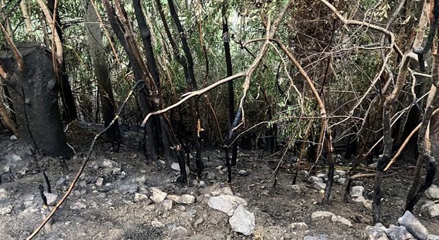 Orman Yangını Kontrol Altına Alındı