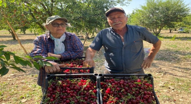 (ÖZEL) Vişne fiyatı üreticisini sevindirdi