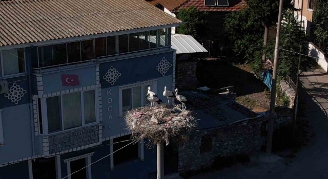 Yaren leylek ve 4 yavrusu vedaya hazırlanıyor