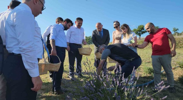 Safrandan sonra lavanta üretimine rağbet arttı
