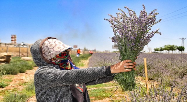 Şanlıurfada mor hasat başladı