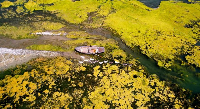 Seyhan Nehri can çekişiyor: Yosunlar nehri istila etti, otlar insan boyuna yaklaştı