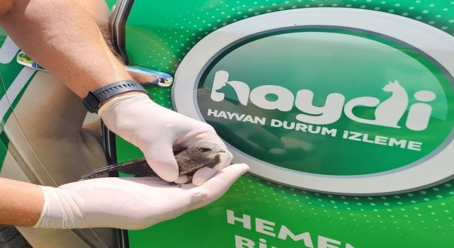 Sivasta yavru ve yaralı halde Kerkenez ve Ebabil kuşları bulundu