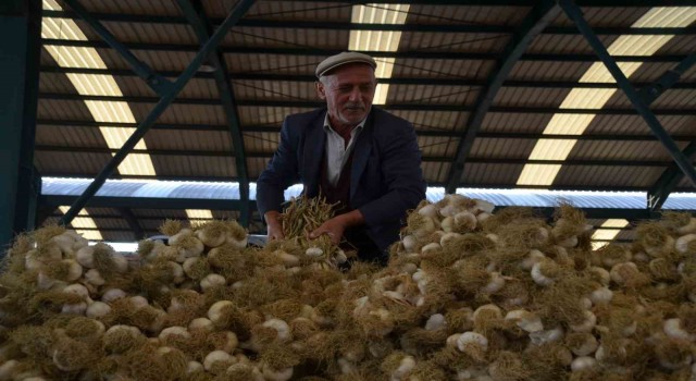 Taşköprü Sarımsağı pazara indi: 20 ile 45 TL arasında alıcı buluyor