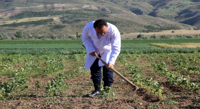 Traktör koltuğuna geçen dekan, bilim için tarla sürüp çapa yapıyor