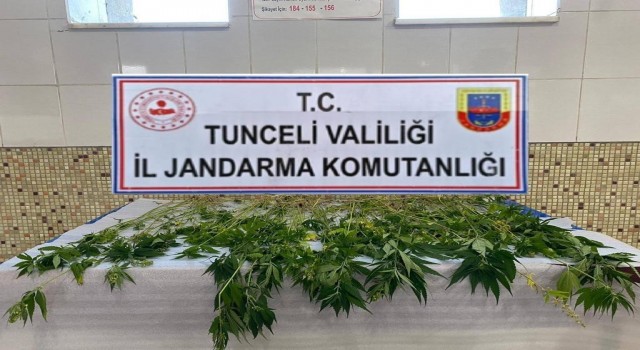 Tuncelide 227 kök kenevir ele geçirildi