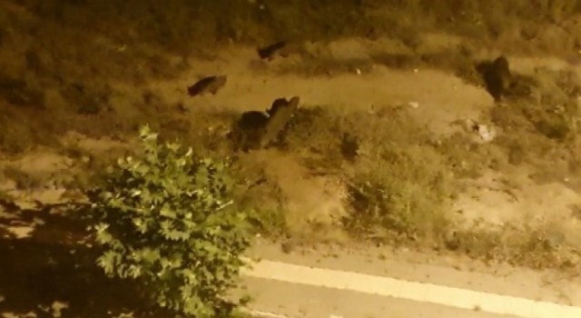 Tuncelide aç kalan yaban domuzları şehre indi