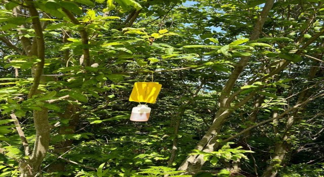 Türkeli ormanlarında ‘feromon tuzak yöntemi ile mücadele başladı