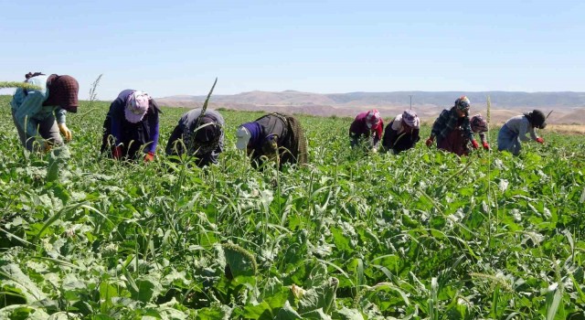 Yozgatta mevsimlik tarım işçileri şeker pancarı tarlalarında rızıklarını çıkarıyor