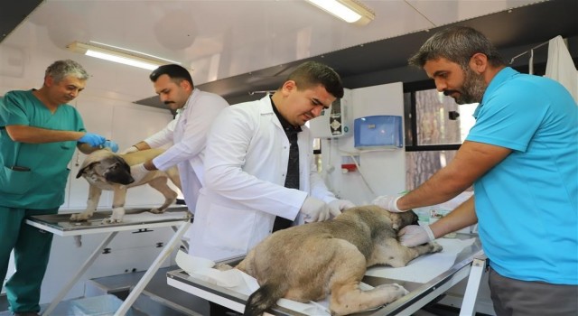 Alanya Belediyesi mobil kısırlaştırma aracı yaylalarda