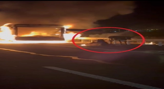 Alev topuna dönen kamyonetin arkasında inekler istifini bozmadan oturdu