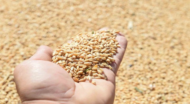 Altındağlı çiftçilerin mahsul sevinci