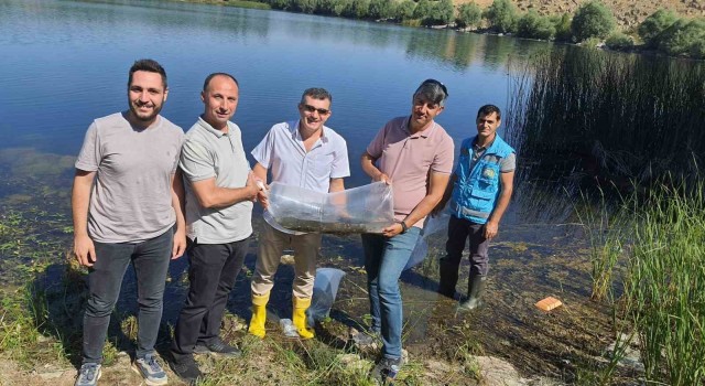 Altıntaşta baraj ve göletlere 150 bin yavru sazan balığı bırakıldı