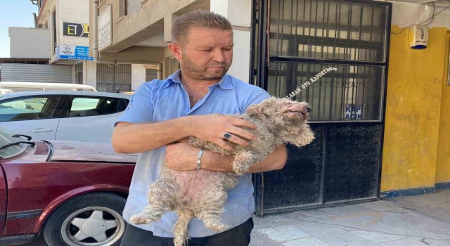 Ankarada pitbull dehşeti: Evcil hayvanın çenesini kopardı
