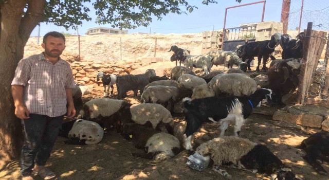 Besnide kurt saldırısı: 26 koyun telef oldu
