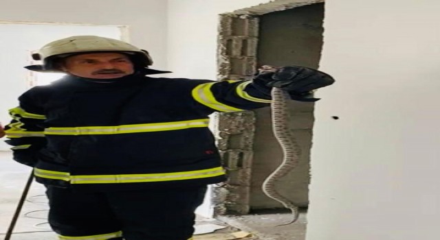 Binaya giren yılan, doğal yaşam alanına bırakıldı