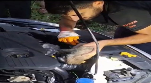 Bingölde otomobilin motor kısmına giren yavru kediyi itfaiye çıkardı