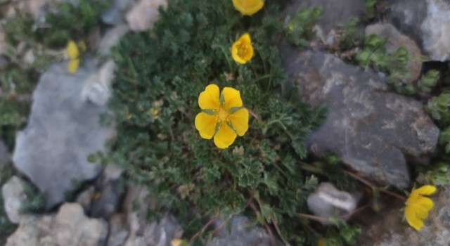 Bu çiçek dünyada sadece Aladağlar çevresinde görülüyor