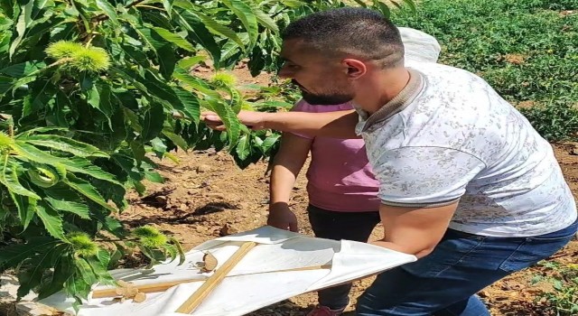 Buharkentteki kestane bahçeleri incelendi