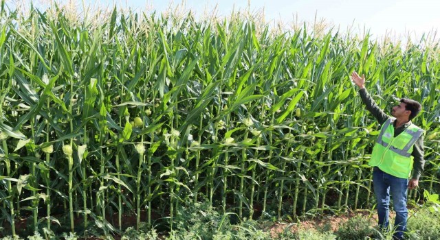 Büyükşehir, Mısırda istenilen kaliteye ulaştı