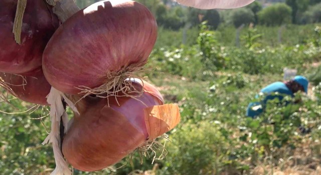 Coğrafi işaretli Kılıçlar soğanının hasadı başladı