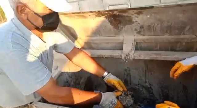 Çöpe atılan kaplumbağayı belediye personeli kurtardı