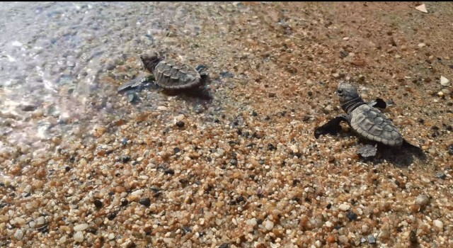 Didim ve Kuşadasında yavru deniz kaplumbağaları denizle buluştu