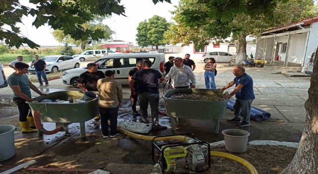 Edirnede yavru sazan balıklar su ile buluştu