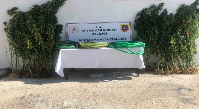 Ektikleri keneviri sularken jandarmaya yakalandılar