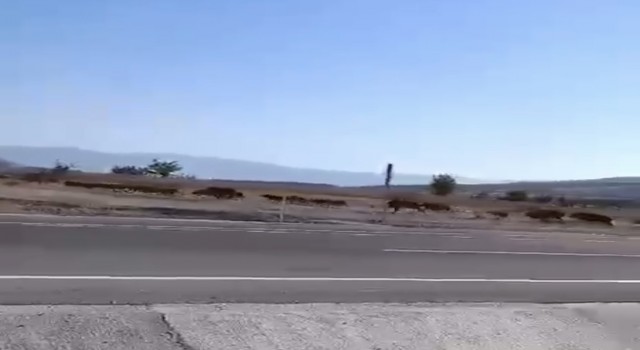 Elazığda domuz sürüsü görüntülendi