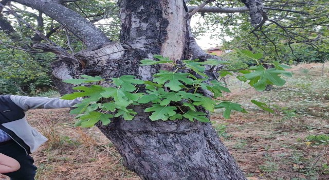 Elma ağacının gövdesinde incir fidanı yeşerdi