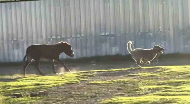 Eşeğin köpeği kovalaması sosyal medyada viral oldu