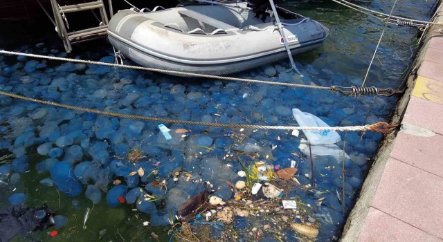 İzmir Foçada denizanası istilasının ardından vakalar arttı