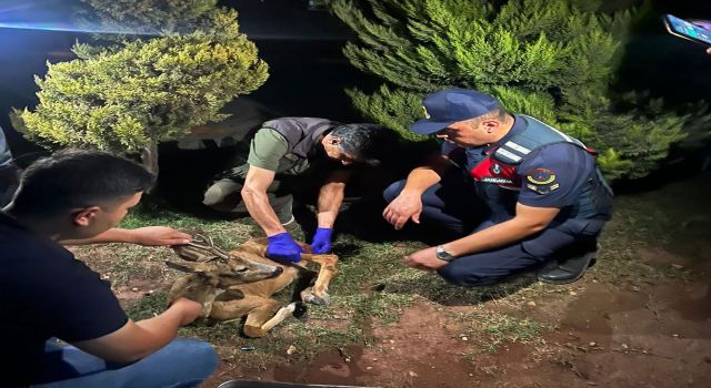 Jandarmanın bulduğu yaralı karaca, tedavi altına alındı