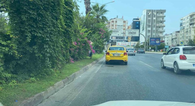 Kara yoluna çıkan köpek trafiği birbirine kattı, sürücüleri peşinden koşturdu