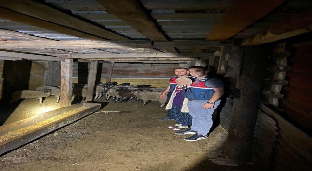 Kayıp küçükbaş hayvanları jandarma buldu