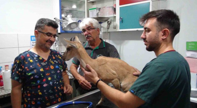 Köpekler tarafından saldırıya uğrayan ve tedavisi tamamlanan yavru dağ keçisi doğaya bırakıldı