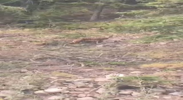 Nesli tükenen vaşak ile sohbet eden vatandaşın görüntüsü gülümsetti