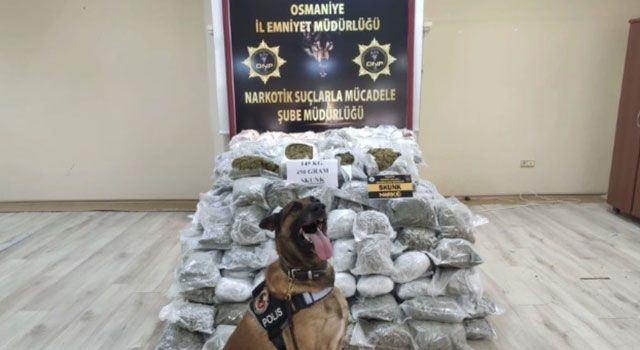 Osmaniye'de 145 Kilo 450 Gram Skunk Ele Geçirildi