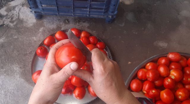 Osmaniye'de Kışlık Domates Konservesi Hazırlığı