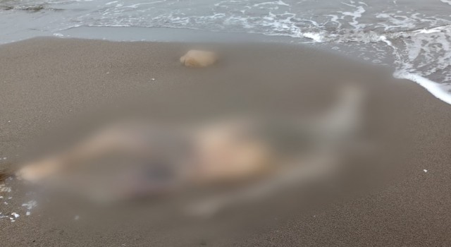 Sahilde dolaşan muhtar deniz kenarında ceset buldu
