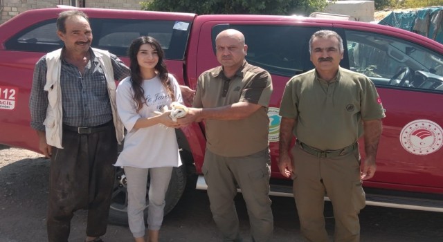 Şanlıurfada yaralı bulunan peçeli baykuş tedavi altına alındı